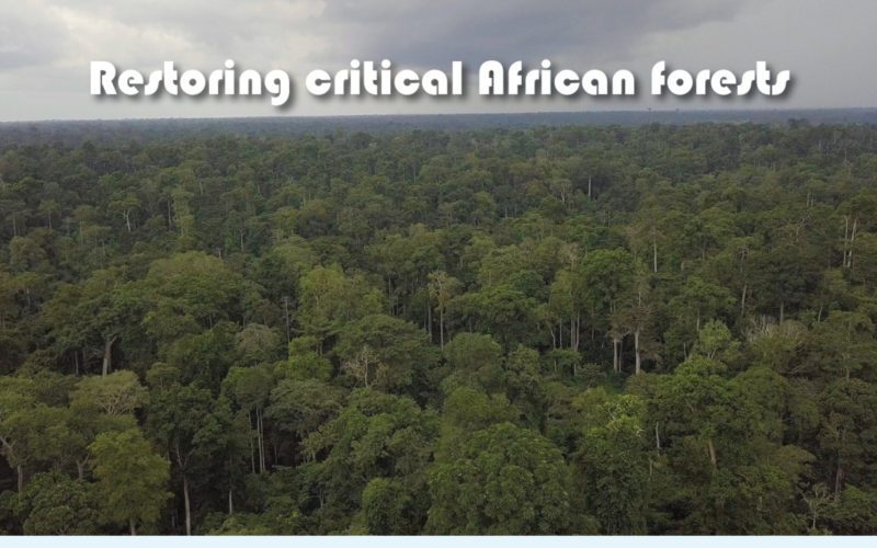 Restoring Critical African forests