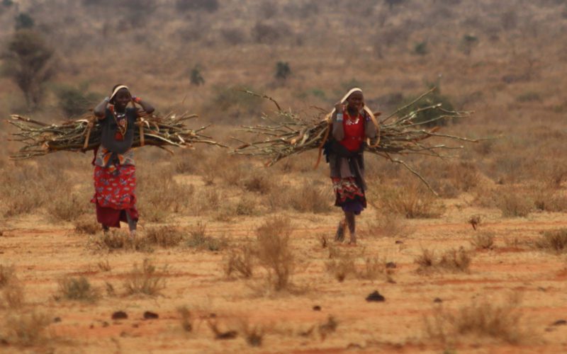 Restoring African drylands: What's next?