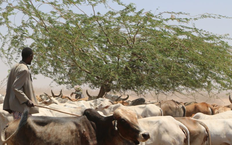 How to sustainably practise pastoralists in the age of climate change.