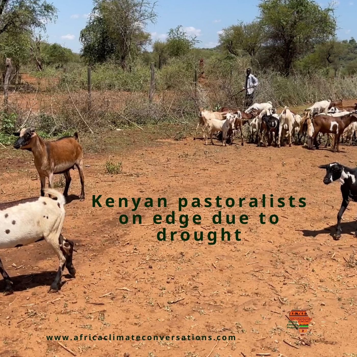 Kenyan pastoralists on edge due to drought.