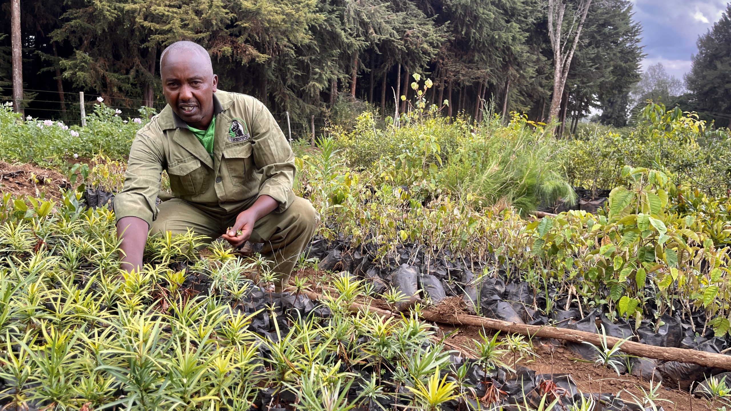 How A Kenyan Community Is Saving One Tree At A Time.