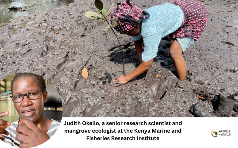 Why planting mangroves is not the solution